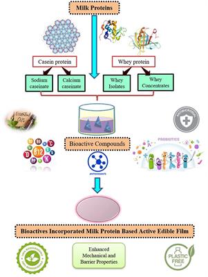 Milk protein-based active edible packaging for food applications: An eco-friendly approach